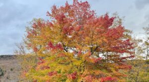 Rüyada Birine Kuran Öğretmek