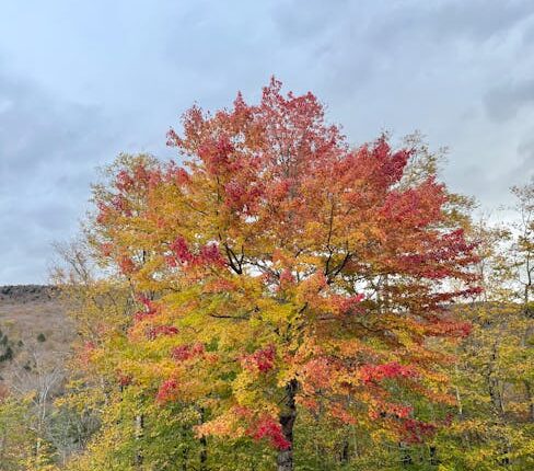 Rüyada Birine Kuran Öğretmek