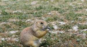 Rüyada Küs Akrabayı Görmek