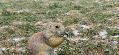 Rüyada Küs Akrabayı Görmek