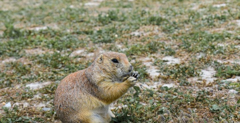 Rüyada Küs Akrabayı Görmek