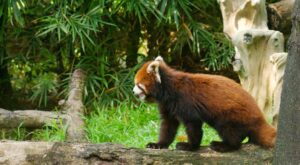 Rüyada Kuzu Kellesi Görmek