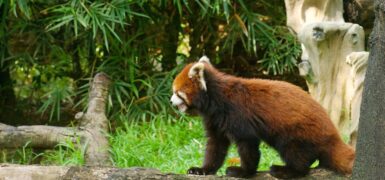 Rüyada Kuzu Kellesi Görmek