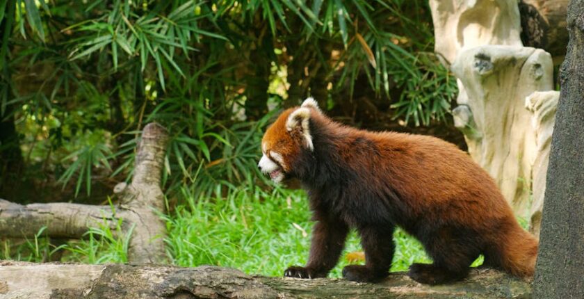 Rüyada Kuzu Kellesi Görmek
