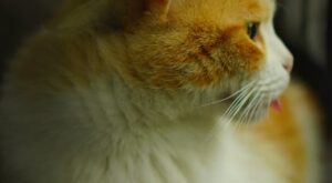 Rüyada Sevdiğinin Yanağından Öpmek