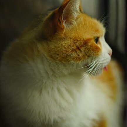 Rüyada Sevdiğinin Yanağından Öpmek