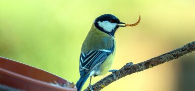 Rüyada Ayak Baş Parmağının Kopması