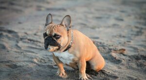 Rüyada Köpeğe Yemek Vermek