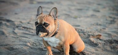 Rüyada Köpeğe Yemek Vermek