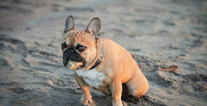 Rüyada Köpeğe Yemek Vermek