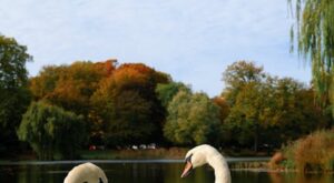 Rüyada Küçük Kuşu Eline Almak Rüyada Küçük Kuşu Eline Almak