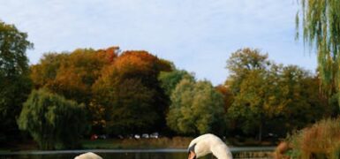 Rüyada Kuş Pisliği Görmek