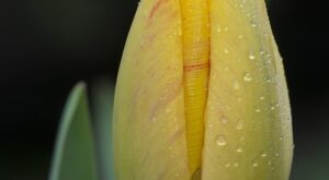 Rüyada Sarı Ayakkabı Giymek