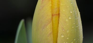 Rüyada Sarı Ayakkabı Giymek