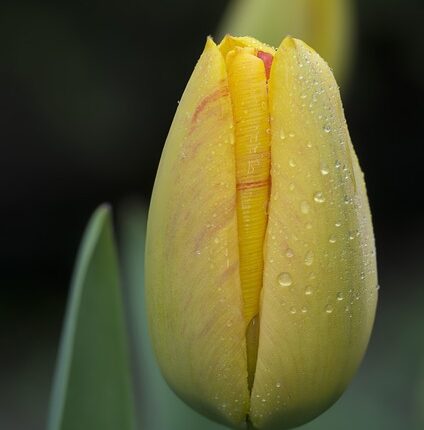 Rüyada Sarı Ayakkabı Giymek
