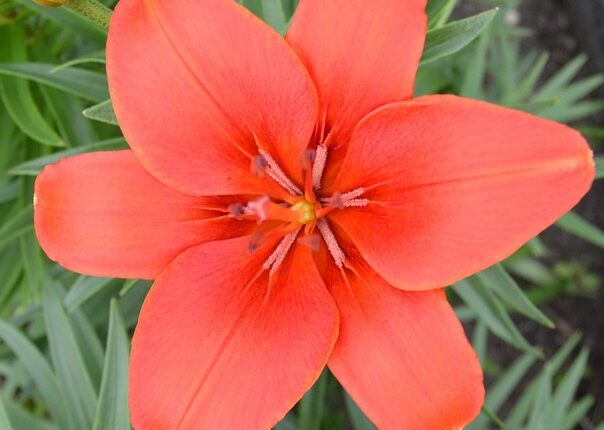 Rüyada Sevdiğin Birinin Hasta Olduğunu Görmek