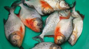 Rüyada Sevgilimin Beni Kıskanması