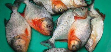 Rüyada Sevgilimin Beni Kıskanması