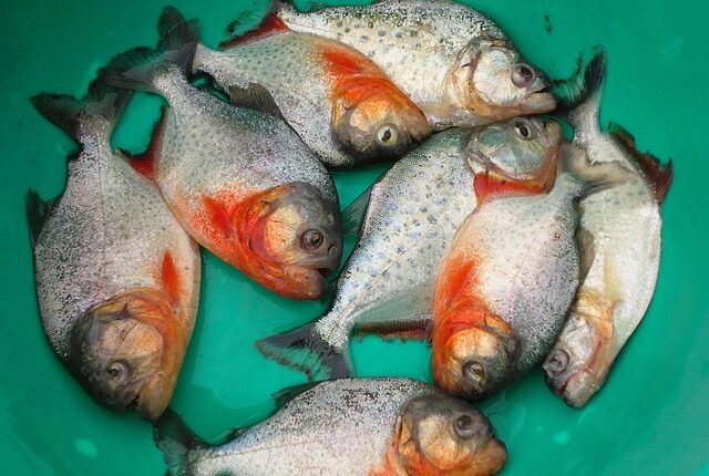 Rüyada Sevgilimin Beni Kıskanması