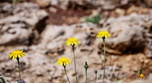 Rüyada Tek Taş Yüzük Taşının Düşmesi