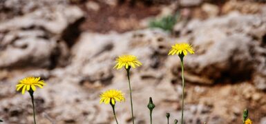 Rüyada Tek Taş Yüzük Taşının Düşmesi