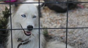 Rüyada Temiz Bulaşık Görmek Rüyada Temiz Bulaşık Görmek