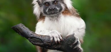 Rüyada Voleybol Topu Görmek