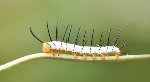 Rüyada Yakın Arkadaşla Tartışmak