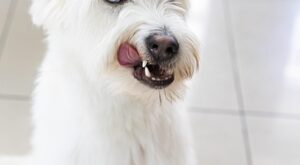 Rüyada Yatan Köpek Görmek