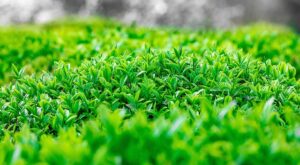 Rüyada Yeşil Cübbeli Sarıklı Birini Görmek