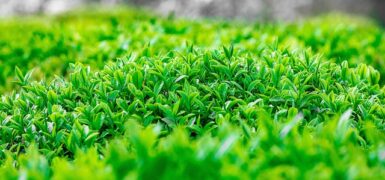 Rüyada Yeşil Cübbeli Sarıklı Birini Görmek