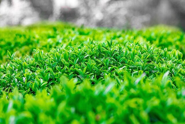 Rüyada Yeşil Cübbeli Sarıklı Birini Görmek