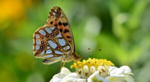 Rüyada Zina Yapmaktan Vazgeçmek