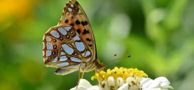 Rüyada Zina Yapmaktan Vazgeçmek