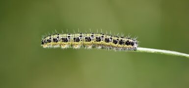 Rüyada Zıplayan Böcek Görmek