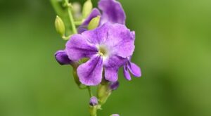 Rüyada Çiçek Fidesi Görmek