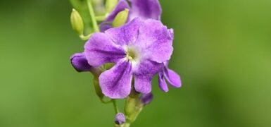 Rüyada Çiçek Fidesi Görmek