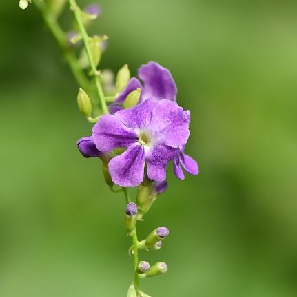 Rüyada Çiçek Fidesi Görmek