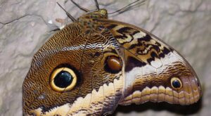 Rüyada Özel Bölgedeki Kılları Temizlemek