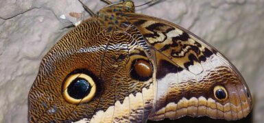 Rüyada Özel Bölgedeki Kılları Temizlemek