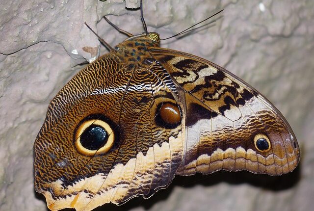 Rüyada Özel Bölgedeki Kılları Temizlemek