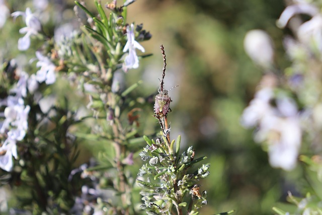 Rüyada İpek Halı Görmek