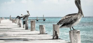 Rüyada Bebek Güldürmek