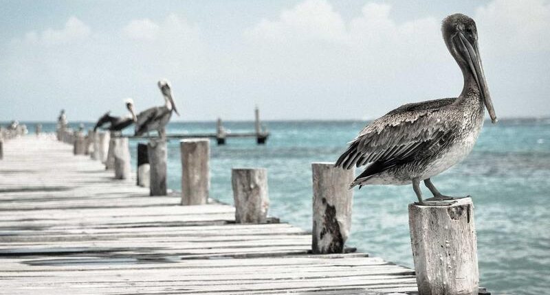 Rüyada Bebek Güldürmek