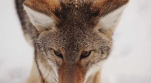 Rüyada Belediye Başkanı Seçilmek