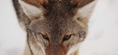 Rüyada Belediye Başkanı Seçilmek