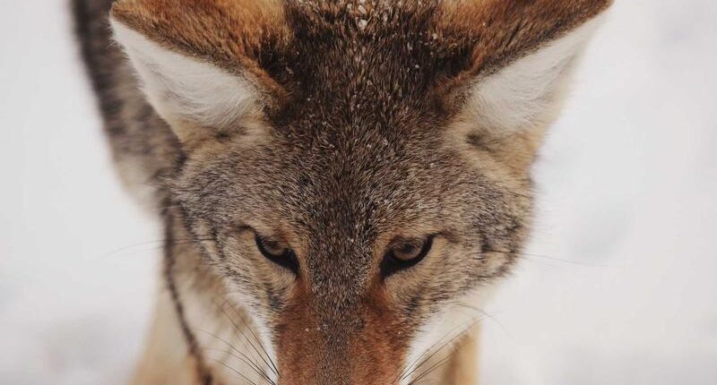 Rüyada Belediye Başkanı Seçilmek Rüyada Belediye Başkanı Seçilmek