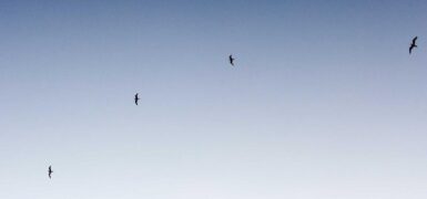 Rüyada Evde Karafatma Görmek