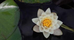 Rüyada Kalaylı Bakır Kap Görmek