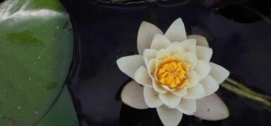 Rüyada Kalaylı Bakır Kap Görmek